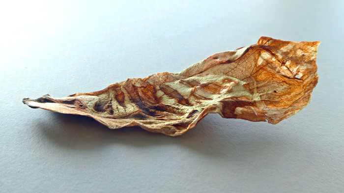 Klicke auf die Grafik für eine vergrößerte Ansicht

Name: Magnolie.jpg
Ansichten: 431
Größe: 77,7 KB
ID: 3196293