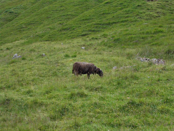 Klicke auf die Grafik für eine vergrößerte Ansicht  Name: 2022-07-28 West Highland Way 086.jpg Ansichten: 0 Größe: 4,71 MB ID: 3196589
