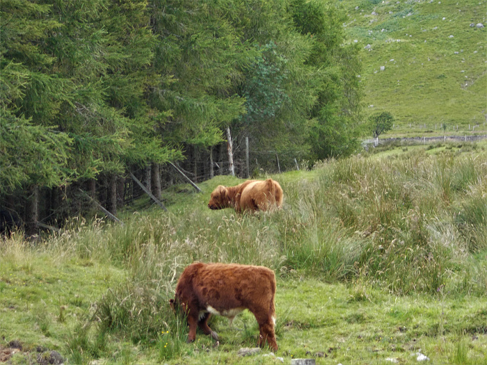 Klicke auf die Grafik für eine vergrößerte Ansicht  Name: 2022-07-28 West Highland Way 112.jpg Ansichten: 0 Größe: 4,33 MB ID: 3196596