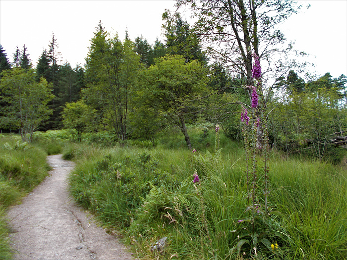 Klicke auf die Grafik für eine vergrößerte Ansicht  Name: 2022-07-28 West Highland Way 148.jpg Ansichten: 0 Größe: 5,31 MB ID: 3196604