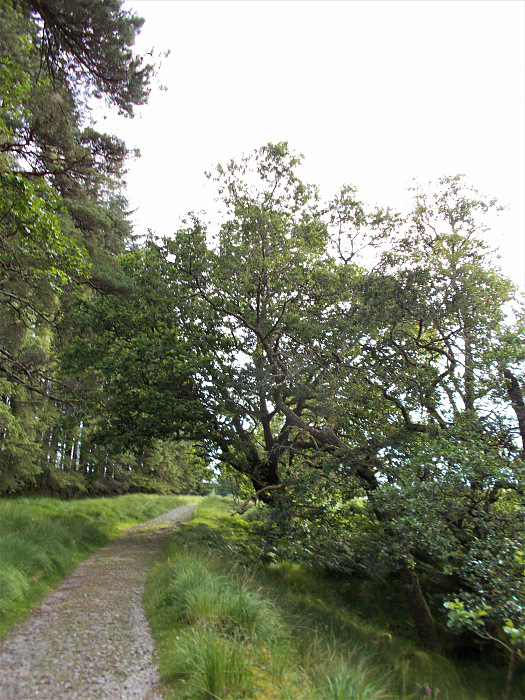 Klicke auf die Grafik für eine vergrößerte Ansicht

Name: 2022-07-29 West Highland Way 026.jpg
Ansichten: 685
Größe: 4,33 MB
ID: 3196877