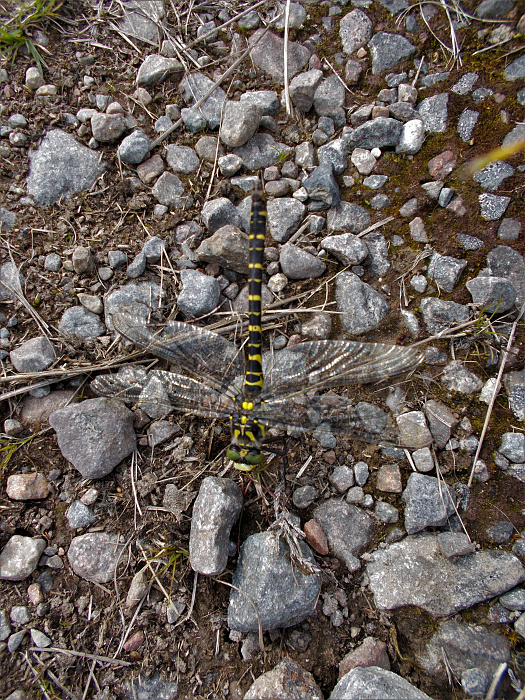 Klicke auf die Grafik für eine vergrößerte Ansicht

Name: 2022-07-29 West Highland Way 047.jpg
Ansichten: 676
Größe: 6,18 MB
ID: 3196885
