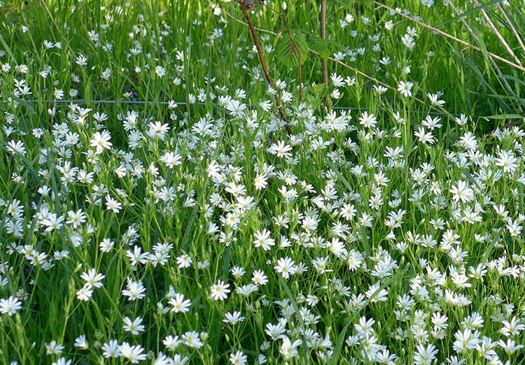 Klicke auf die Grafik für eine vergrößerte Ansicht

Name: Mierenmeer_2.jpg
Ansichten: 362
Größe: 318,8 KB
ID: 3196967