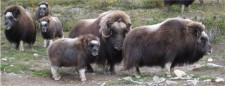 Klicke auf die Grafik für eine vergrößerte Ansicht

Name: Moschus-Banner_kl.jpg
Ansichten: 295
Größe: 10,0 KB
ID: 3197820
