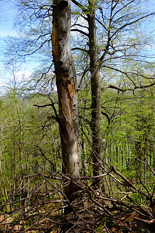 Klicke auf die Grafik für eine vergrößerte Ansicht

Name: 2023_0507_09592600.jpg
Ansichten: 476
Größe: 1,37 MB
ID: 3198109