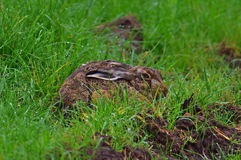 Klicke auf die Grafik für eine vergrößerte Ansicht

Name: IMGP6467_FOCUS.jpg
Ansichten: 414
Größe: 206,4 KB
ID: 3199064