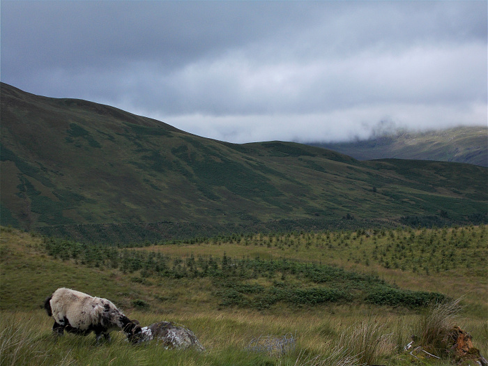 Klicke auf die Grafik für eine vergrößerte Ansicht  Name: 2022-07-31 West Highland Way 071.jpg Ansichten: 0 Größe: 3,64 MB ID: 3199240