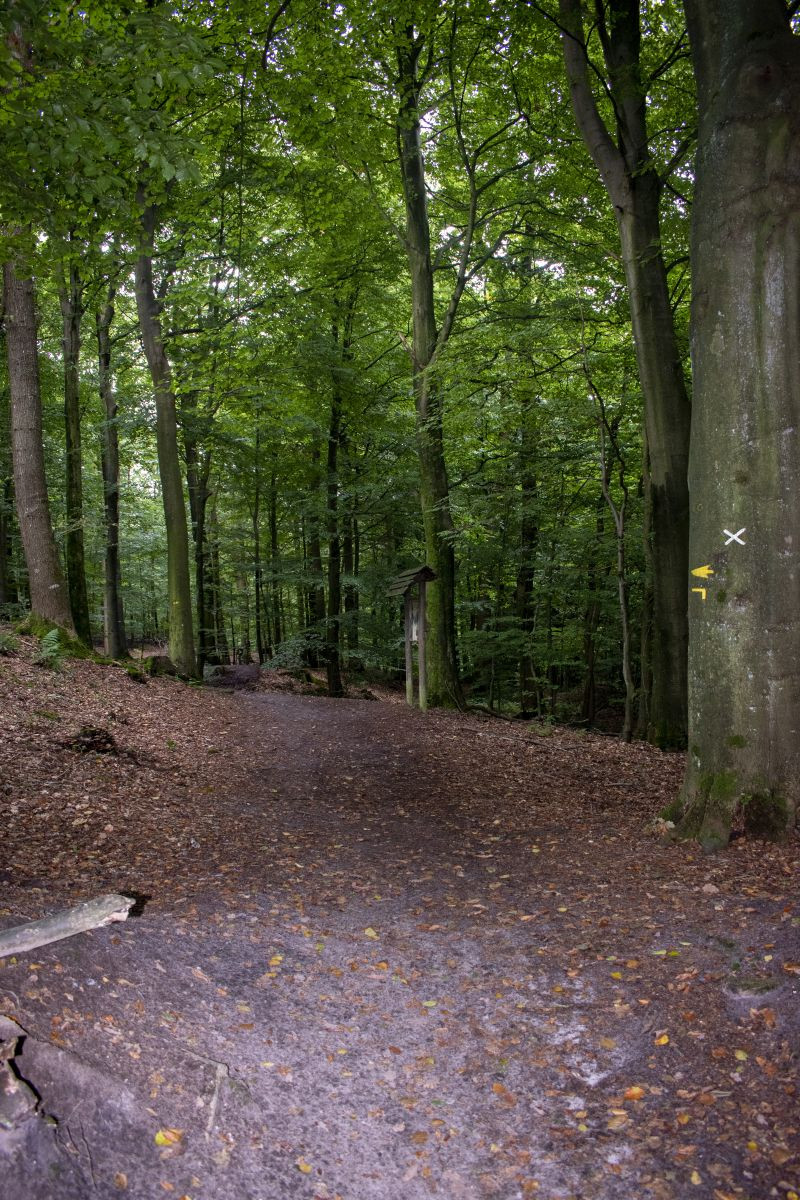 Klicke auf die Grafik für eine vergrößerte Ansicht  Name: 16 Wandern durch den Brekendorfer Forst.jpg Ansichten: 0 Größe: 441,3 KB ID: 3199373