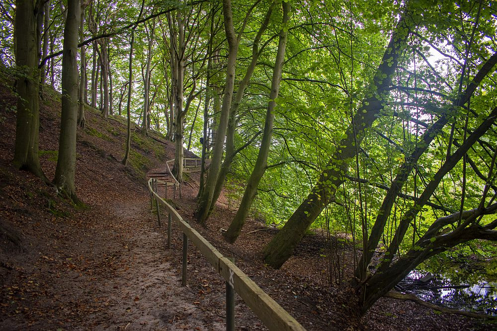 Klicke auf die Grafik für eine vergrößerte Ansicht  Name: 03 Waldwege bei Selk.jpg Ansichten: 0 Größe: 438,4 KB ID: 3200491