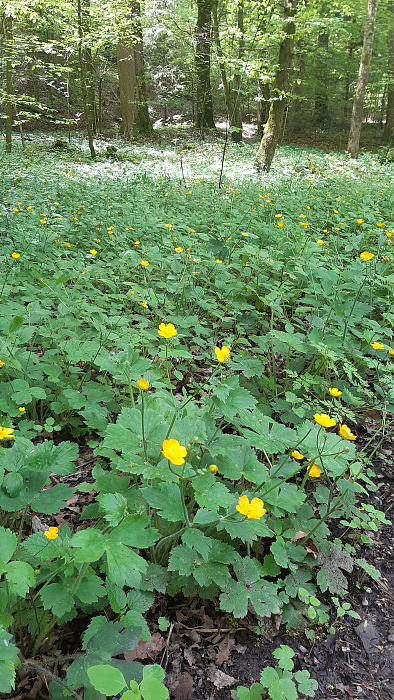 Klicke auf die Grafik für eine vergrößerte Ansicht

Name: 7_butterblume.jpg
Ansichten: 294
Größe: 4,83 MB
ID: 3200992