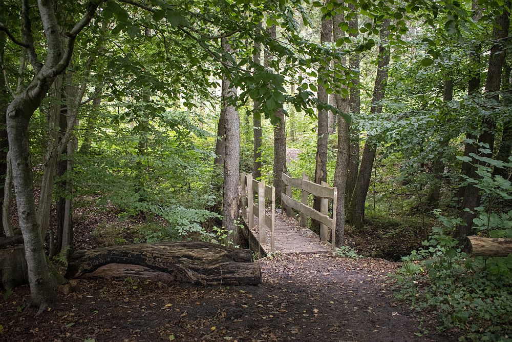 Klicke auf die Grafik für eine vergrößerte Ansicht  Name: 05 Schöne Wanderwege in den Wäldern.jpg Ansichten: 0 Größe: 400,0 KB ID: 3202406