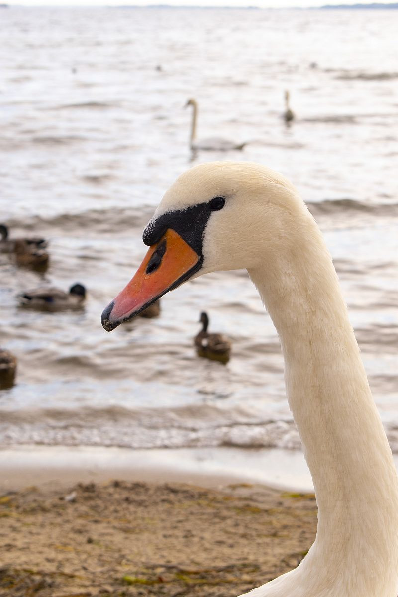 Klicke auf die Grafik für eine vergrößerte Ansicht  Name: 09 Ein Schwan.jpg Ansichten: 0 Größe: 156,1 KB ID: 3203075