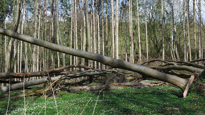 Klicke auf die Grafik für eine vergrößerte Ansicht

Name: SAM_8879.jpg
Ansichten: 256
Größe: 2,29 MB
ID: 3203898