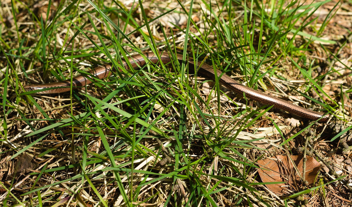 Klicke auf die Grafik für eine vergrößerte Ansicht  Name: DSC_1414kleiner.jpg Ansichten: 0 Größe: 684,9 KB ID: 3204717