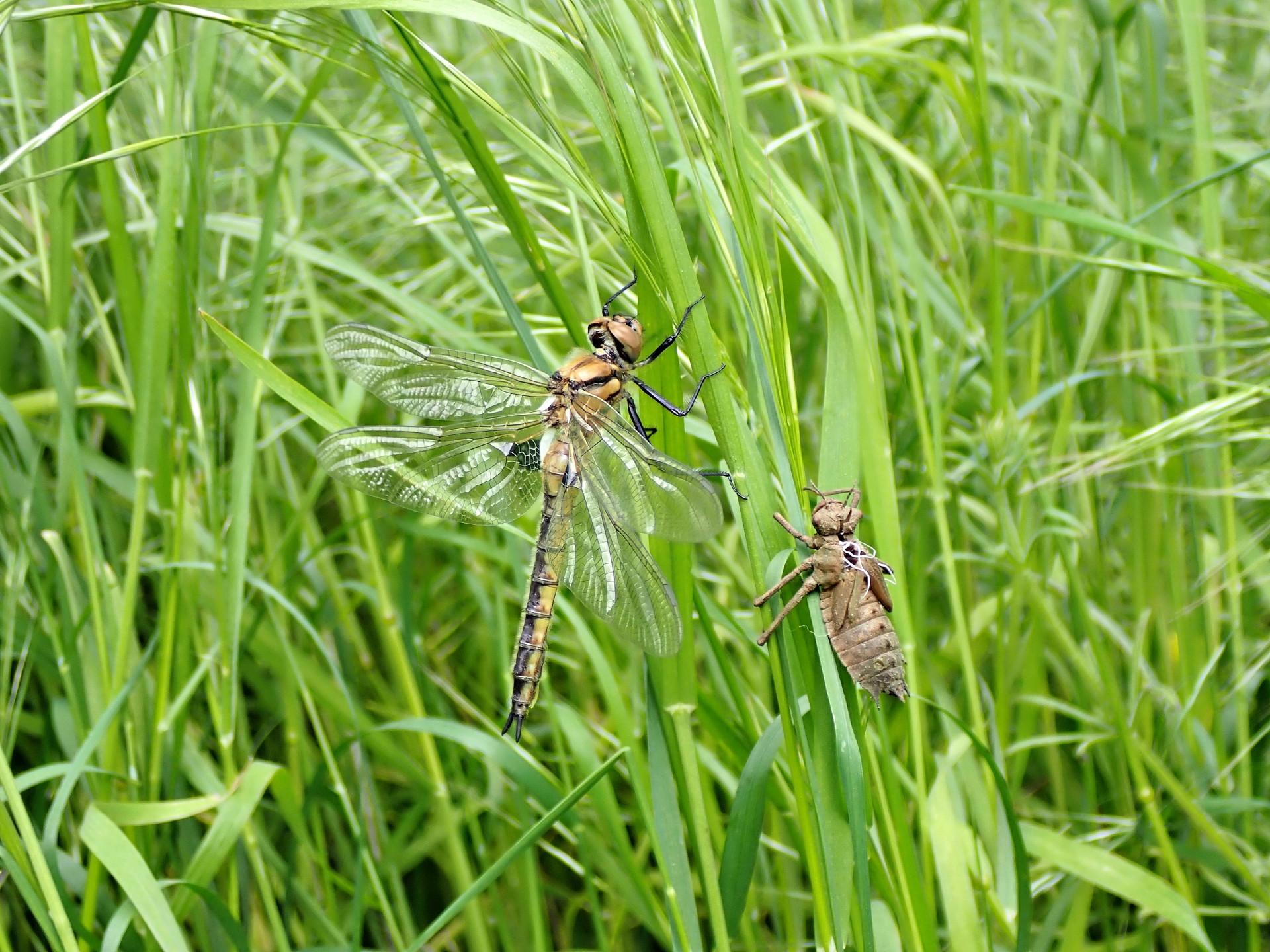 Klicke auf die Grafik für eine vergrößerte Ansicht  Name: T5200417_Radiant.jpg Ansichten: 0 Größe: 846,2 KB ID: 3205055