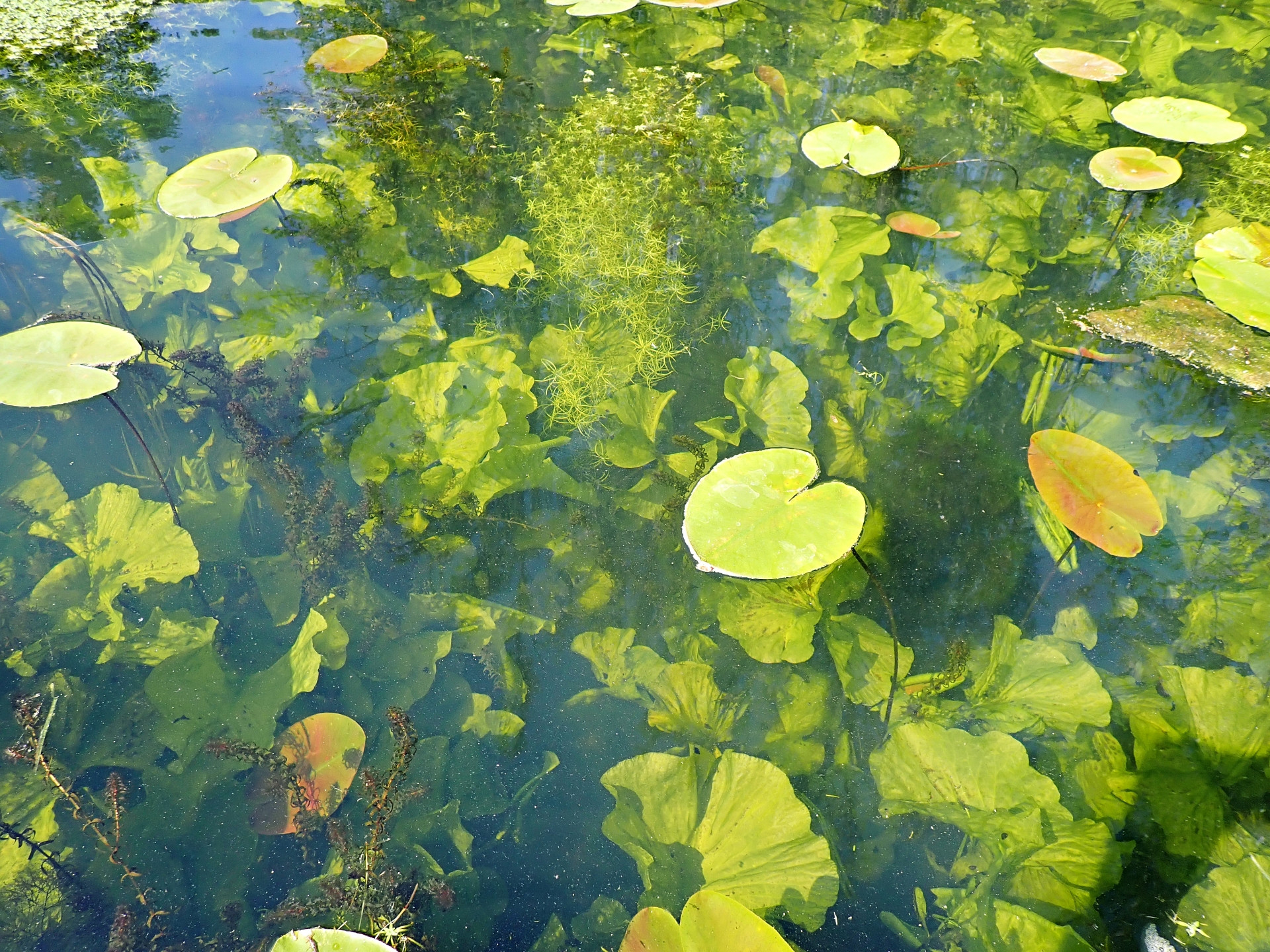 Klicke auf die Grafik für eine vergrößerte Ansicht  Name: T5200419_Radiant.jpg Ansichten: 0 Größe: 1,13 MB ID: 3205059