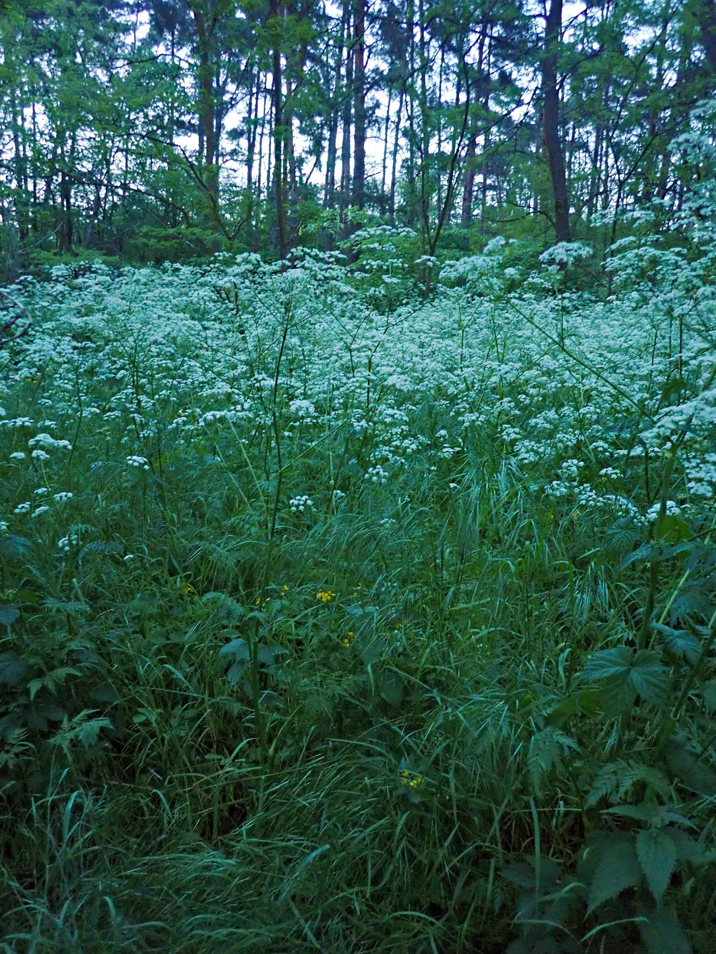 Klicke auf die Grafik für eine vergrößerte Ansicht  Name: T5210530_Radiant.jpg Ansichten: 0 Größe: 1,36 MB ID: 3205366