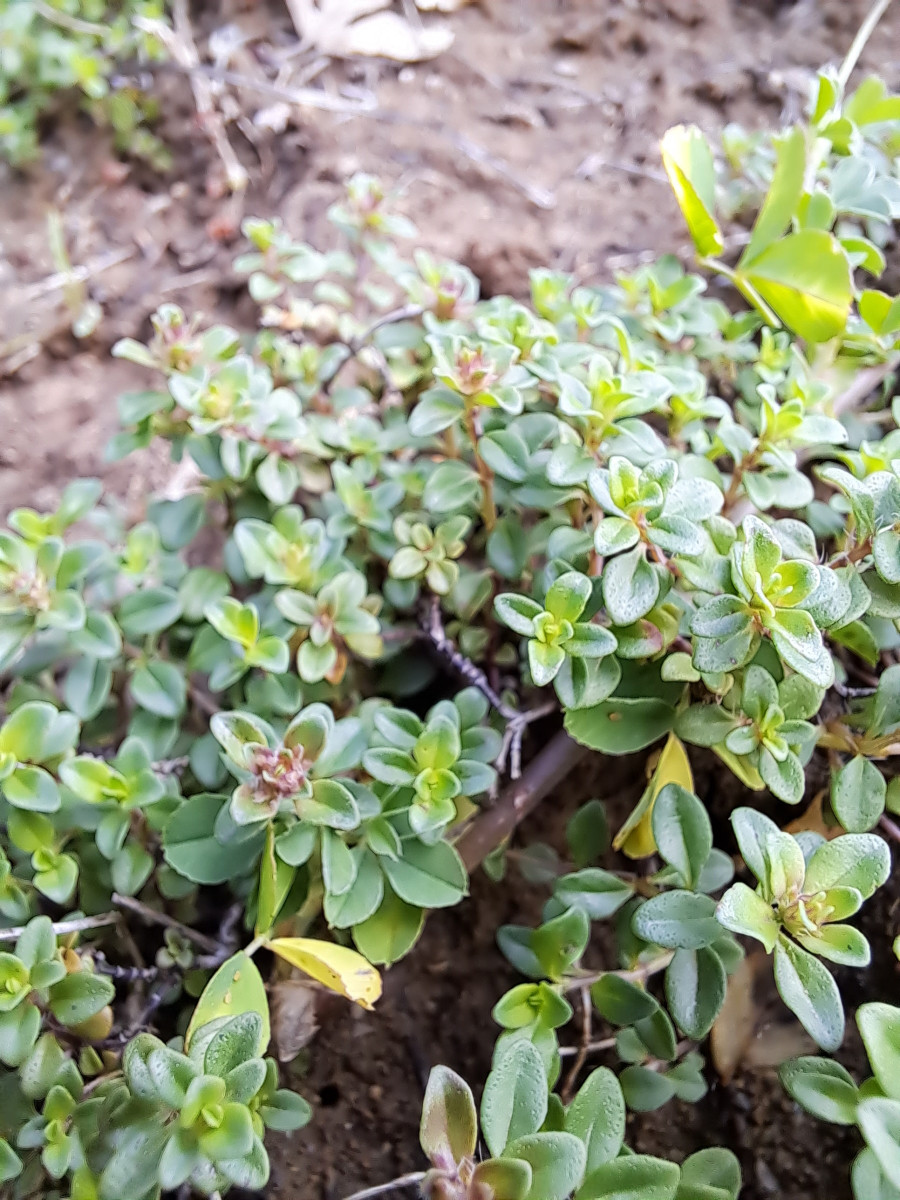 Klicke auf die Grafik für eine vergrößerte Ansicht

Name: thyme.jpg
Ansichten: 1096
Größe: 346,1 KB
ID: 3206422