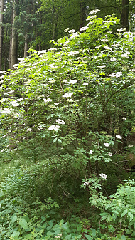 Klicke auf die Grafik für eine vergrößerte Ansicht

Name: Holunder1.jpg
Ansichten: 168
Größe: 5,09 MB
ID: 3206708