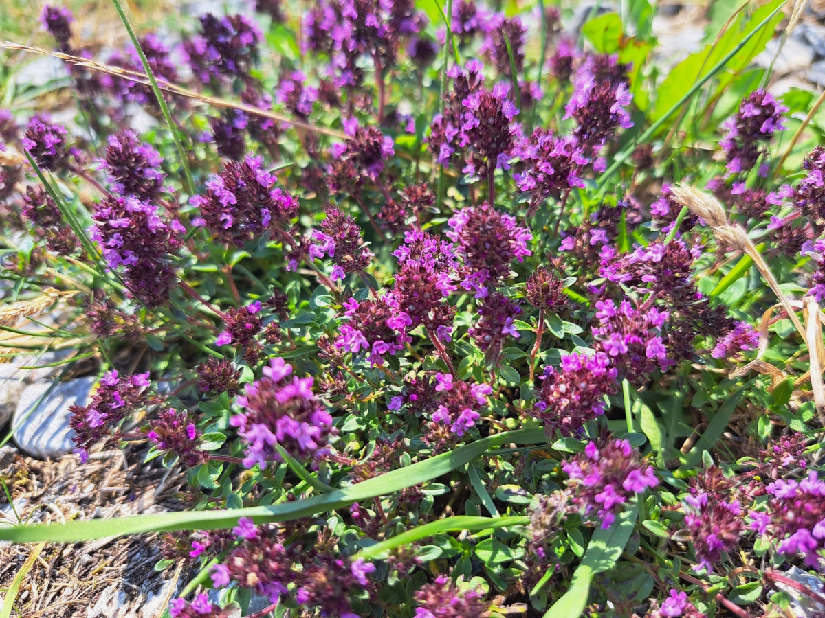 Klicke auf die Grafik für eine vergrößerte Ansicht

Name: thyme2.jpg
Ansichten: 1015
Größe: 569,1 KB
ID: 3207329