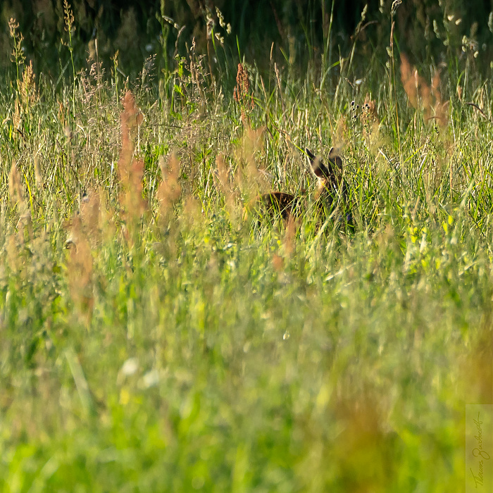 Klicke auf die Grafik für eine vergrößerte Ansicht  Name: 07_2023_Natur-8485.jpg Ansichten: 0 Größe: 1,64 MB ID: 3208134