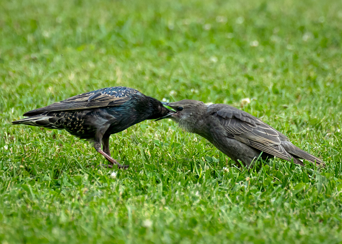 Klicke auf die Grafik für eine vergrößerte Ansicht

Name: 07_2023_Natur-8249.jpg
Ansichten: 379
Größe: 1,16 MB
ID: 3208139
