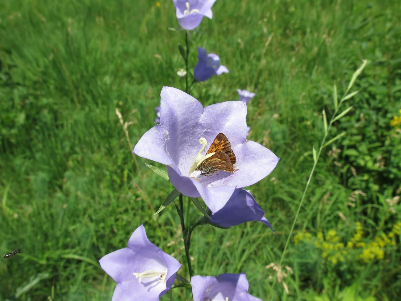 Klicke auf die Grafik für eine vergrößerte Ansicht

Name: schmetterling.jpg
Ansichten: 290
Größe: 251,7 KB
ID: 3209961