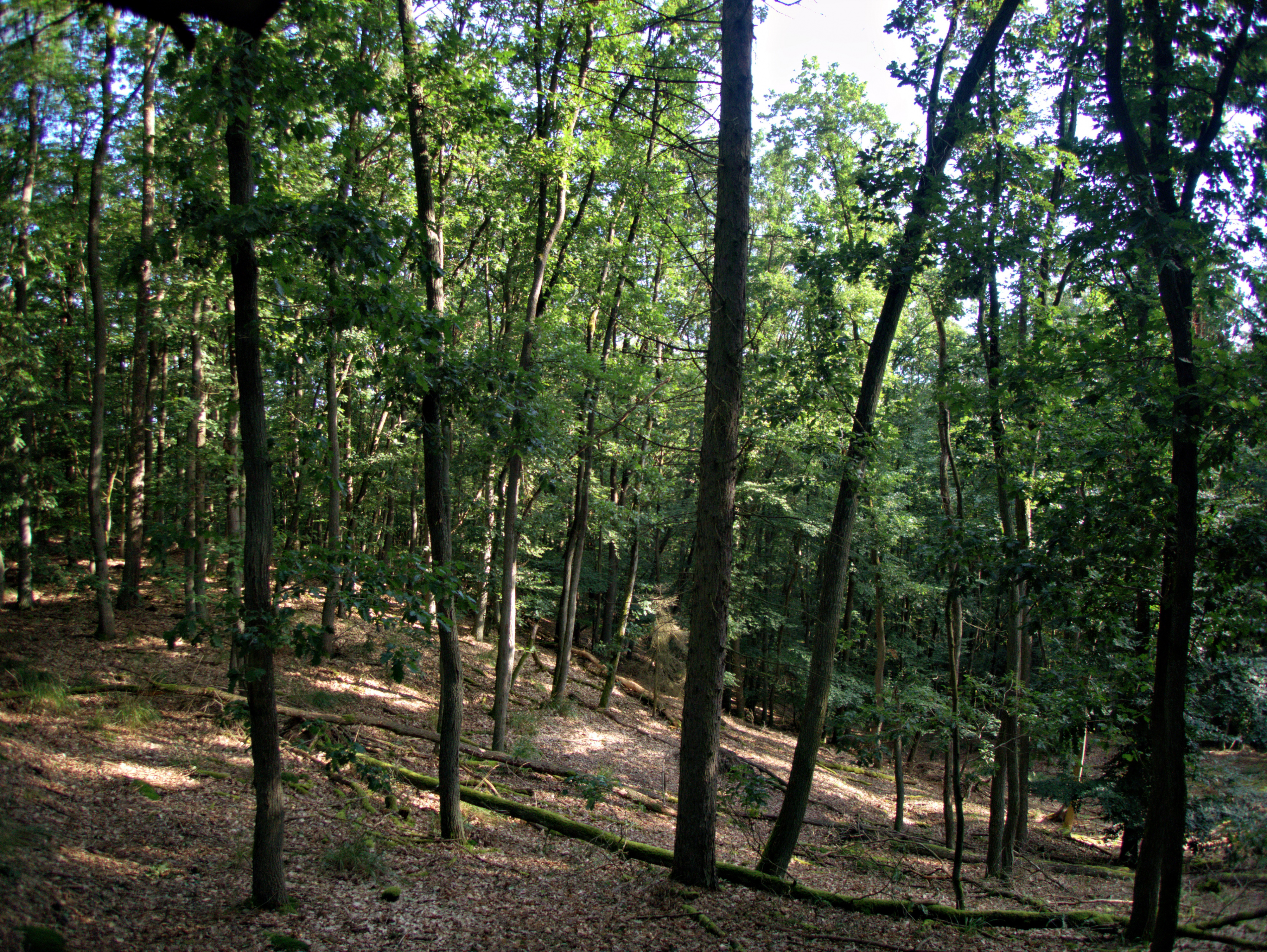 Klicke auf die Grafik für eine vergrößerte Ansicht  Name: T8130848R.jpg Ansichten: 0 Größe: 7,49 MB ID: 3212945