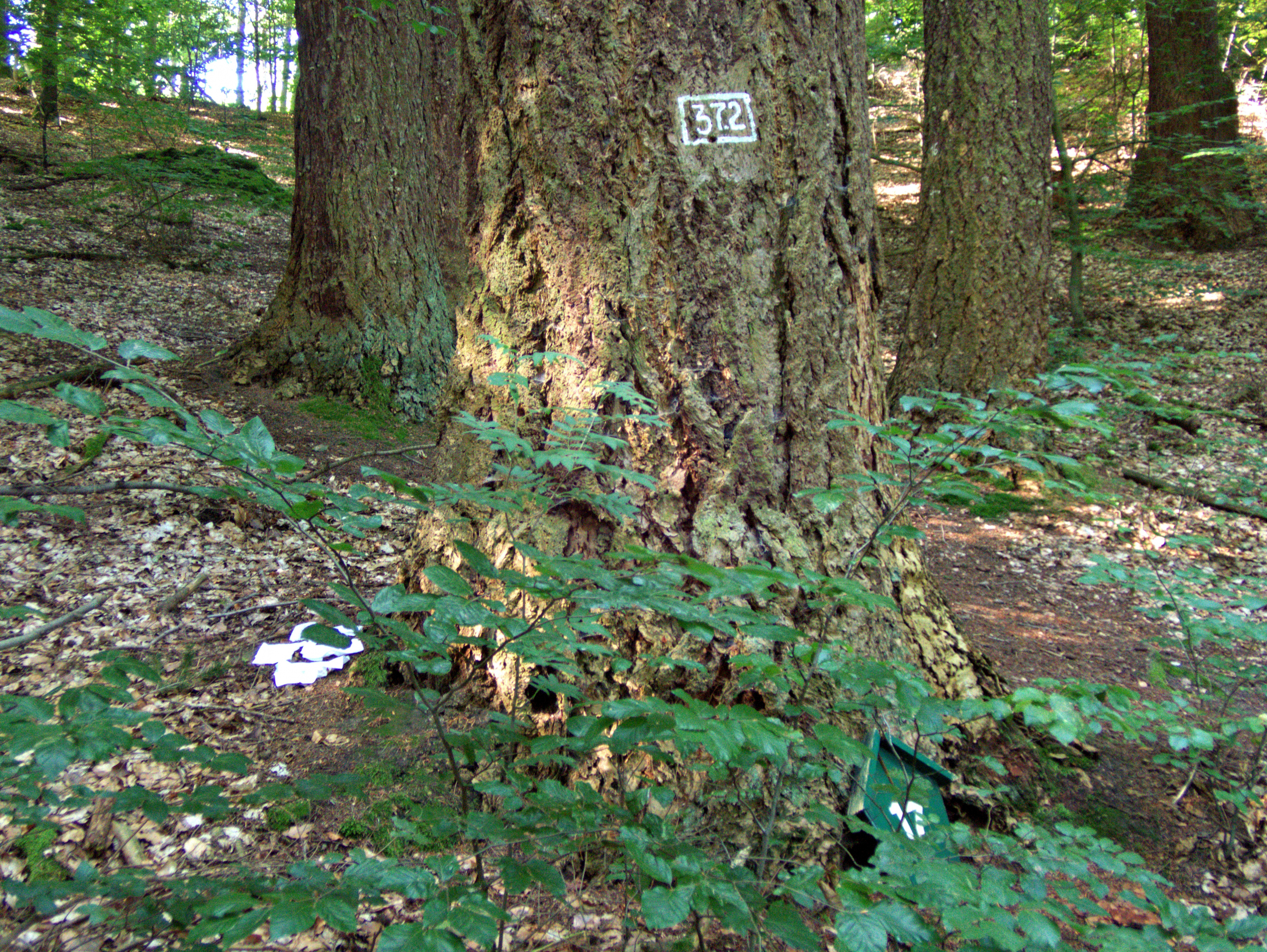 Klicke auf die Grafik für eine vergrößerte Ansicht  Name: T8130867R.jpg Ansichten: 0 Größe: 8,28 MB ID: 3212950
