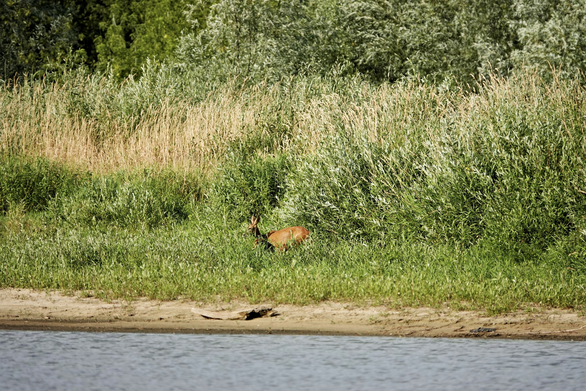 Klicke auf die Grafik für eine vergrößerte Ansicht

Name: _SNY8769R.jpg
Ansichten: 251
Größe: 1,34 MB
ID: 3215412