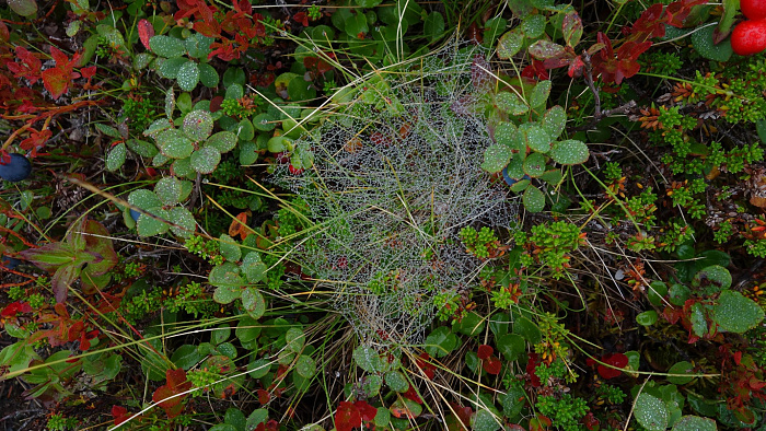 Klicke auf die Grafik für eine vergrößerte Ansicht

Name: DSC06336.jpg
Ansichten: 377
Größe: 989,7 KB
ID: 3216029
