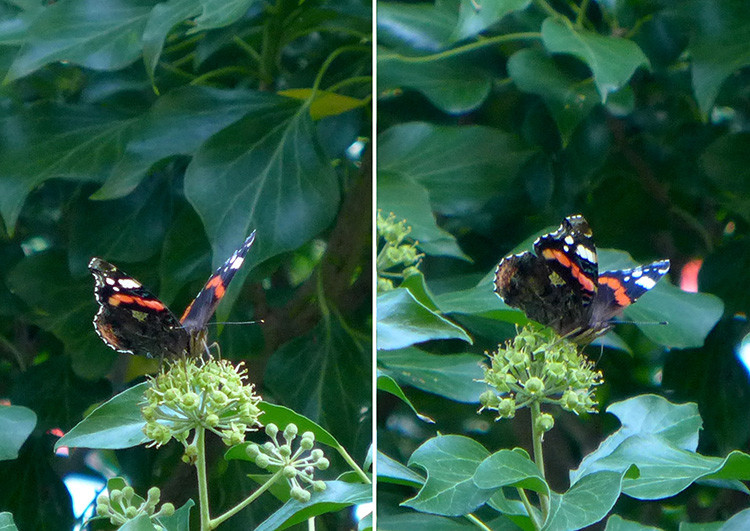 Klicke auf die Grafik für eine vergrößerte Ansicht  Name: Schmetterling_Admiral_1.jpg Ansichten: 0 Größe: 155,7 KB ID: 3217734