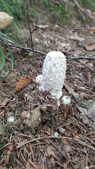 Klicke auf die Grafik für eine vergrößerte Ansicht

Name: pilz_2.jpg
Ansichten: 277
Größe: 3,01 MB
ID: 3220163