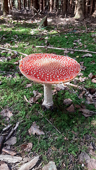 Klicke auf die Grafik für eine vergrößerte Ansicht

Name: pilz_1.jpg
Ansichten: 277
Größe: 3,60 MB
ID: 3220165