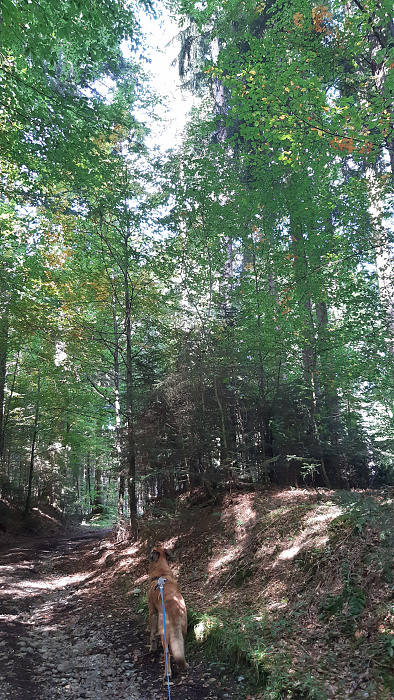 Klicke auf die Grafik für eine vergrößerte Ansicht

Name: herbst_1.jpg
Ansichten: 289
Größe: 5,02 MB
ID: 3220167