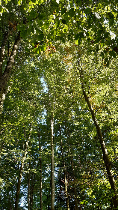 Klicke auf die Grafik für eine vergrößerte Ansicht

Name: herbst_2.jpg
Ansichten: 286
Größe: 6,30 MB
ID: 3220166