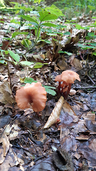 Klicke auf die Grafik für eine vergrößerte Ansicht

Name: pilz_3.jpg
Ansichten: 275
Größe: 3,16 MB
ID: 3220168
