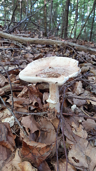 Klicke auf die Grafik für eine vergrößerte Ansicht

Name: pilz_4.jpg
Ansichten: 274
Größe: 2,88 MB
ID: 3220169