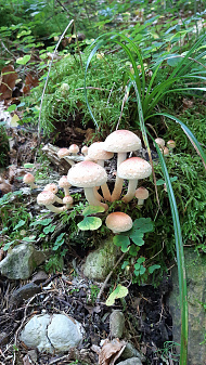 Klicke auf die Grafik für eine vergrößerte Ansicht

Name: pilz_6.jpg
Ansichten: 281
Größe: 3,96 MB
ID: 3220171
