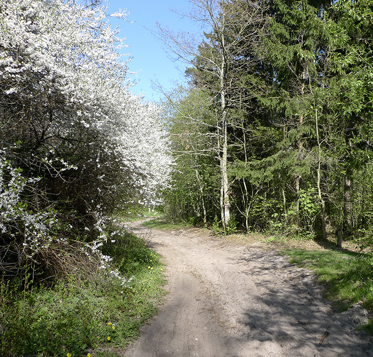 Klicke auf die Grafik für eine vergrößerte Ansicht  Name: Radweg_Baltikum.jpg Ansichten: 0 Größe: 399,5 KB ID: 3220480
