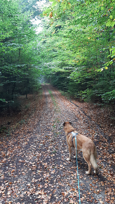 Klicke auf die Grafik für eine vergrößerte Ansicht  Name: Wald_3.jpg Ansichten: 0 Größe: 5,33 MB ID: 3222921