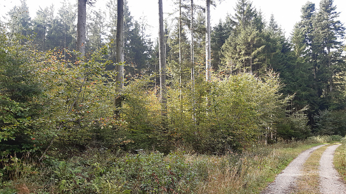 Klicke auf die Grafik für eine vergrößerte Ansicht  Name: Wald_4.jpg Ansichten: 0 Größe: 5,78 MB ID: 3222922