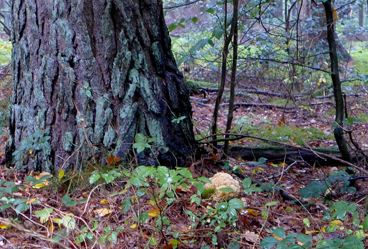 Klicke auf die Grafik für eine vergrößerte Ansicht

Name: Wald_03.jpg
Ansichten: 826
Größe: 216,0 KB
ID: 3224855