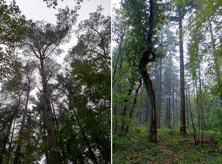 Klicke auf die Grafik für eine vergrößerte Ansicht

Name: Wald_02.jpg
Ansichten: 652
Größe: 258,9 KB
ID: 3224856