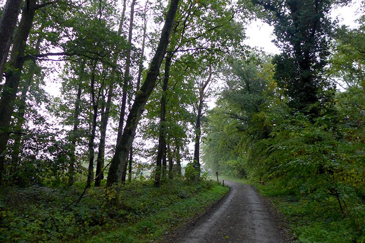 Klicke auf die Grafik für eine vergrößerte Ansicht

Name: Wald_04.jpg
Ansichten: 657
Größe: 208,5 KB
ID: 3224857