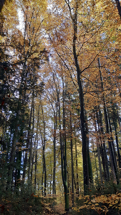 Klicke auf die Grafik für eine vergrößerte Ansicht

Name: Herbstwald_05.jpg
Ansichten: 193
Größe: 5,67 MB
ID: 3227788