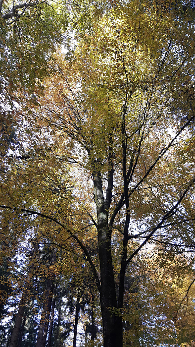 Klicke auf die Grafik für eine vergrößerte Ansicht

Name: Herbstwald_04.jpg
Ansichten: 192
Größe: 6,24 MB
ID: 3227791