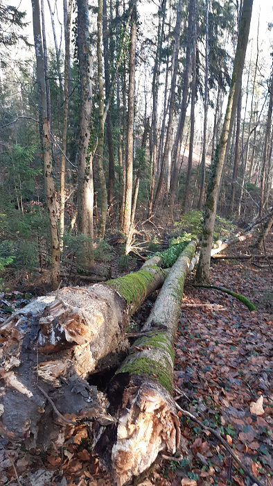 Klicke auf die Grafik für eine vergrößerte Ansicht  Name: wald_1.jpg Ansichten: 0 Größe: 3,99 MB ID: 3235619