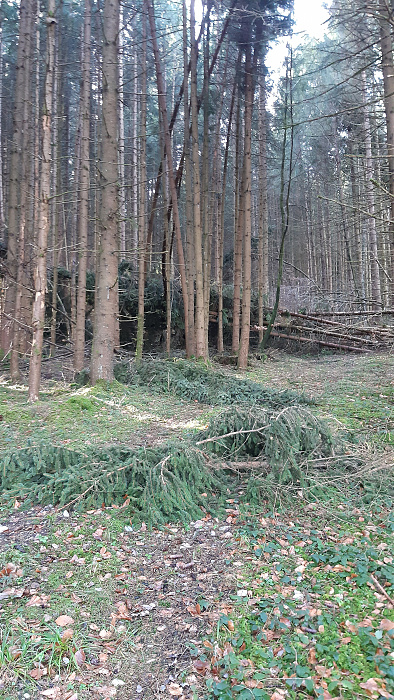 Klicke auf die Grafik für eine vergrößerte Ansicht  Name: wald2.jpg Ansichten: 0 Größe: 5,06 MB ID: 3235620