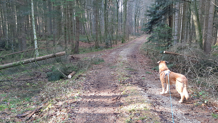 Klicke auf die Grafik für eine vergrößerte Ansicht  Name: wald4.jpg Ansichten: 0 Größe: 4,55 MB ID: 3235625